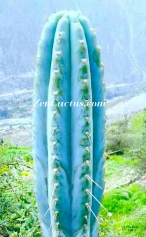 Matucana Azul (100 Seeds)